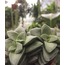 Sukulent (Crassula sp.)