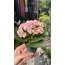 Mini Boy Kalanchoe 