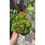 Kalanchoe 