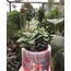 Sukulent (Crassula sp.)