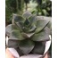 Sukulent (Echeveria)