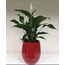 Spathiphyllum ( Barış çiçeği)