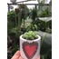 Sukulent (Sedum sp.)