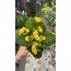 Kalanchoe 
