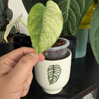 Plant Sticker Set