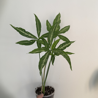 Sygonium Little Star