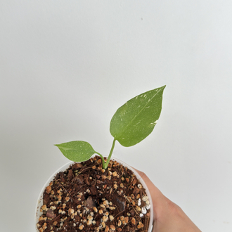 Monstera Thai Cons.+ mons. Minima 