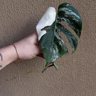 Monstera Deliciosa Çelik 
