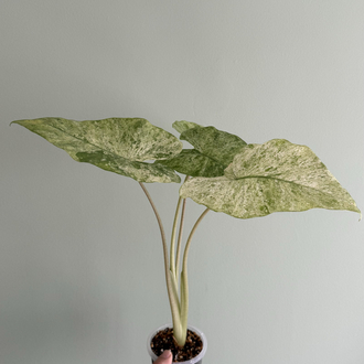 Alocasia machorizos Camuflaj