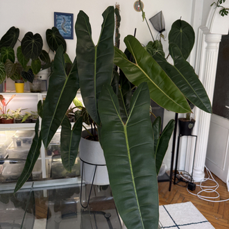 Philodendron Billiate