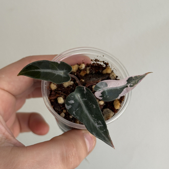 Alocasia Bambino pink 