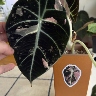 Variegated Alocasia Sticker Set