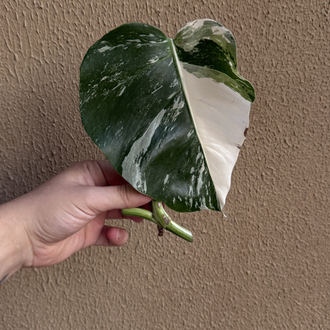 Monstera Deliciosa Albo 