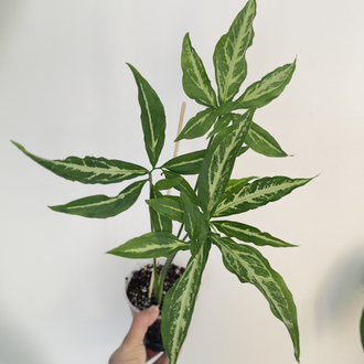 Sygonium Little Star