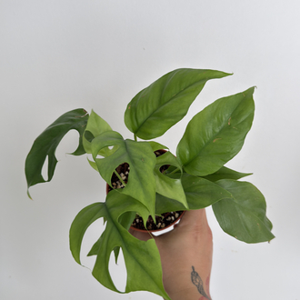 Monstera Thai Cons.+ mons. Minima 