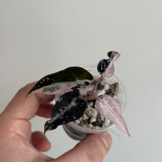 alocasia bambino pink variegated