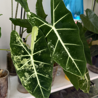 Alocasia Frydek 