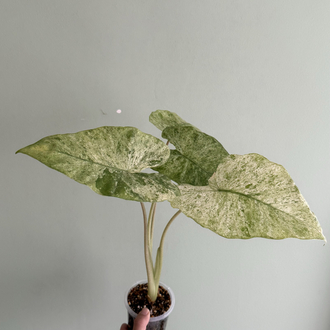 Alocasia machorizos Camuflaj
