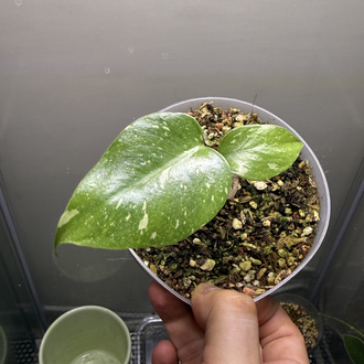 Monstera Thai Constellation(2 adet)