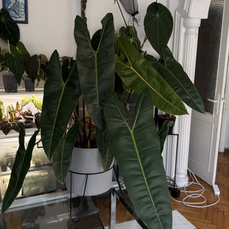 Philodendron Billiate