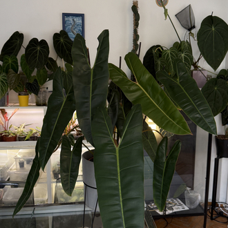 Philodendron Billiate