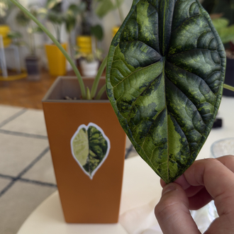 Variegated Alocasia Sticker Set