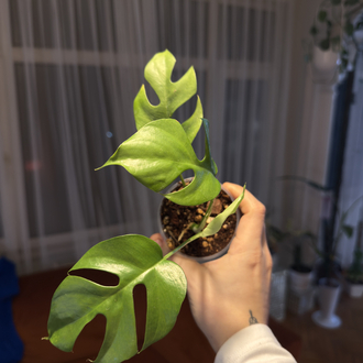 Monstera Minima