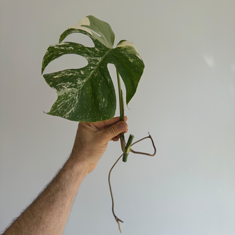 Monstera Deliciosa Albo
