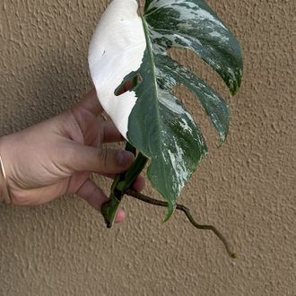 Monstera Deliciosa Çelik 