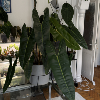 Philodendron Billiate