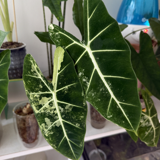 Alocasia Frydek 
