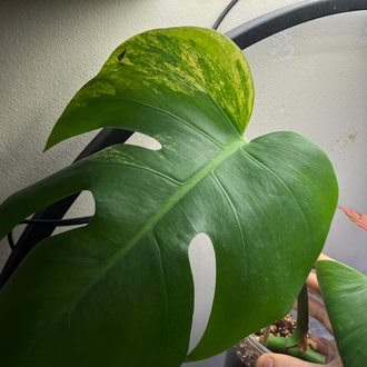 Monstera Aurea Çelik