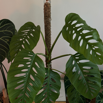 Monstera Laniata X large form 