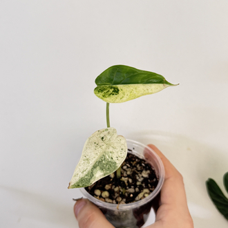 Alocasia Dragon Scale Mint Variegated
