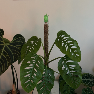 Monstera Laniata X large form 