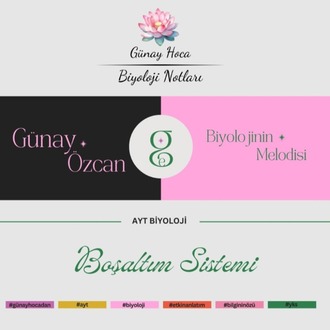 GÜNAY HOCA DERS NOTLARI / BOŞALTIM SİSTEMİ (PDF)