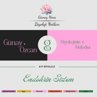 GÜNAY HOCA DERS NOTLARI / ENDOKRİN SİSTEM (PDF)