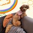 Star Köpek Çantası