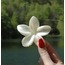 İNCİ BEYAZI LOTUS TOKA 8CM