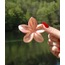 SEDEFLİ PEMBE LOTUS TOKA 8CM