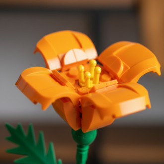 Brick Çiçek Eschscholzia – Canlı Turuncu Set