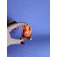 Calcifer .・✫・゜・。.