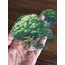 Forest Trees Pet Sticker Pack