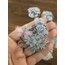 Flowers in full Bloom Pet Stickers/Blue