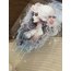 Jellyfish Dream Queen/LONDON GİFTİES/1 döngü