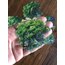 Forest Trees Pet Sticker Pack