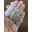 Lovely Bouquets Cyrstal Pet Stickers/Yellow