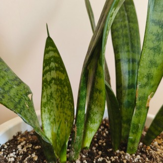 Paşa Kılıcı - Dracaena trifasciata
