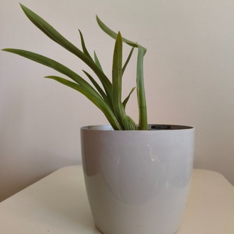 Kokulu Cambria Orkide - Cambria Oncidium