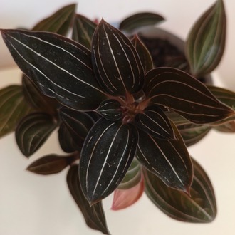 Mücevher Orkide - Ludisia Discolor
